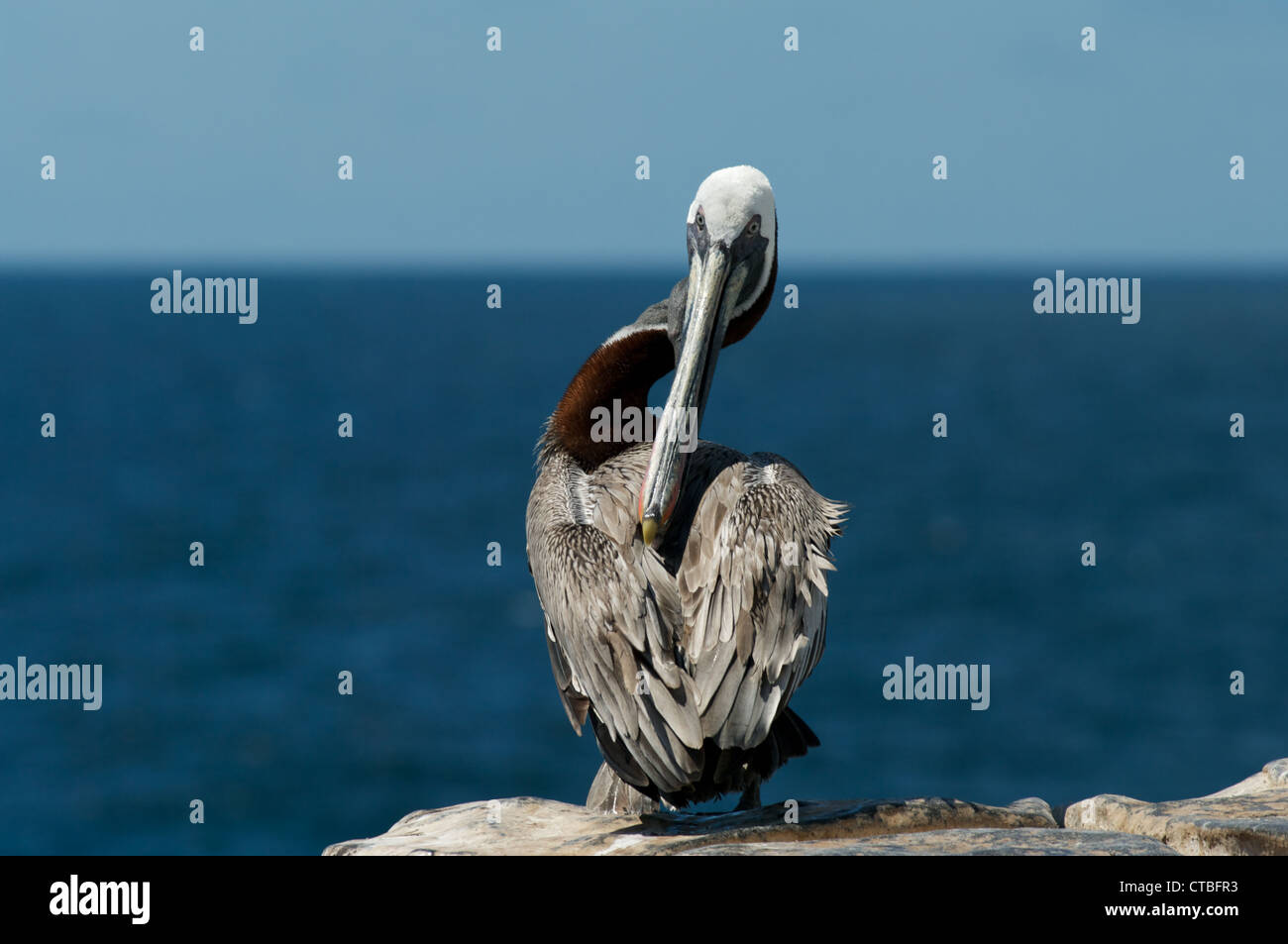 A Brown Pelican (Pelecanus occidentalis) perched at the ocean's edge, on South Plaza Island, Galapagos Islands, Ecuador Stock Photo