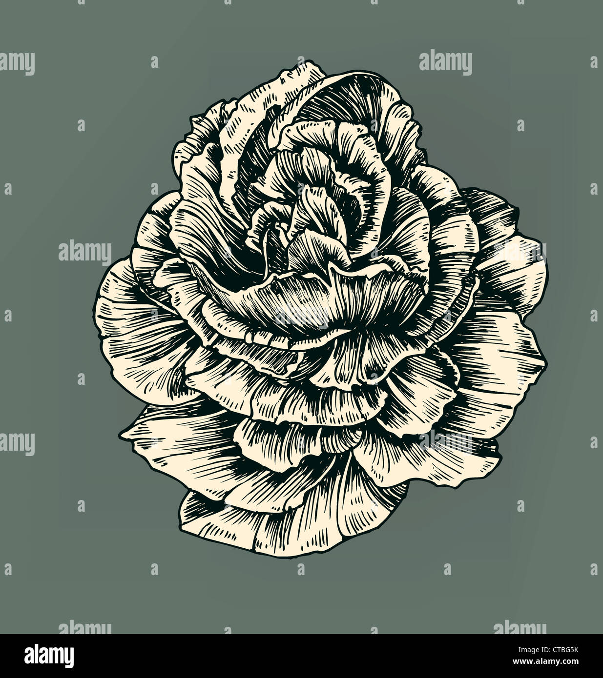 vintage rose vector illustration Stock Photo - Alamy