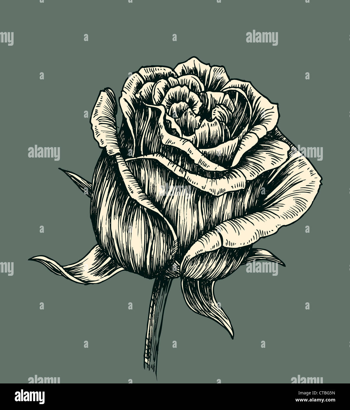vintage rose vector illustration Stock Photo - Alamy