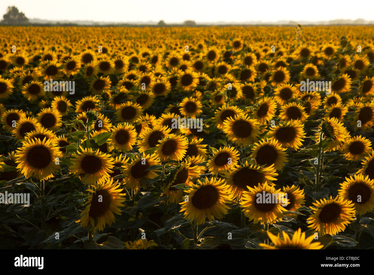 Sunflower field in Tuscany Stock Photo - Alamy