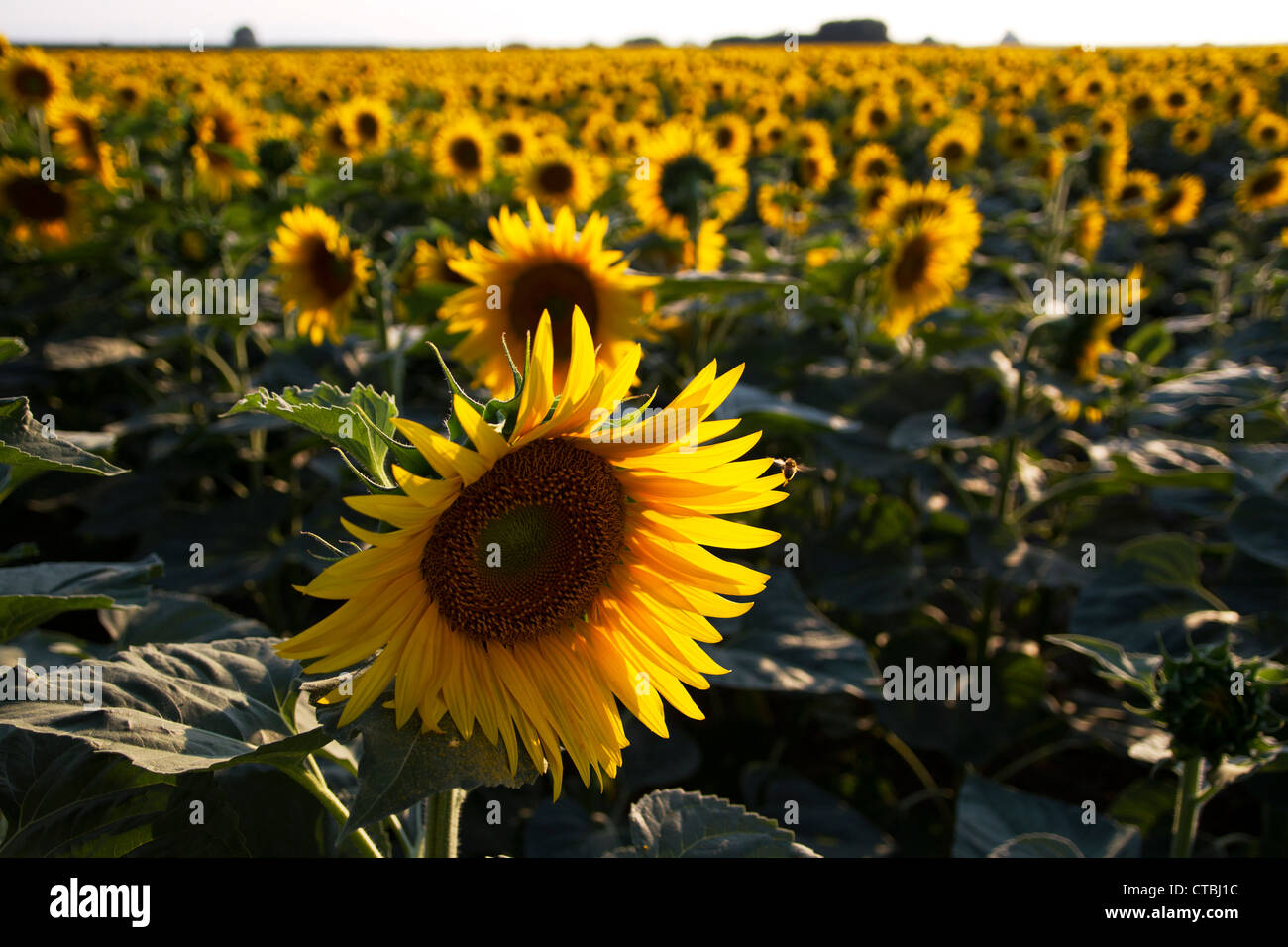 Sunflower field in Tuscany Stock Photo - Alamy
