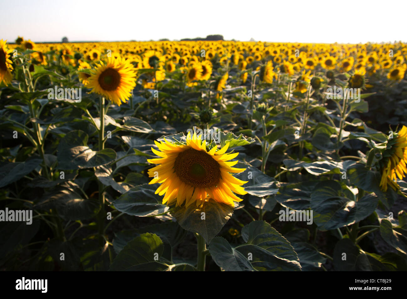 Sunflower field in Tuscany Stock Photo - Alamy
