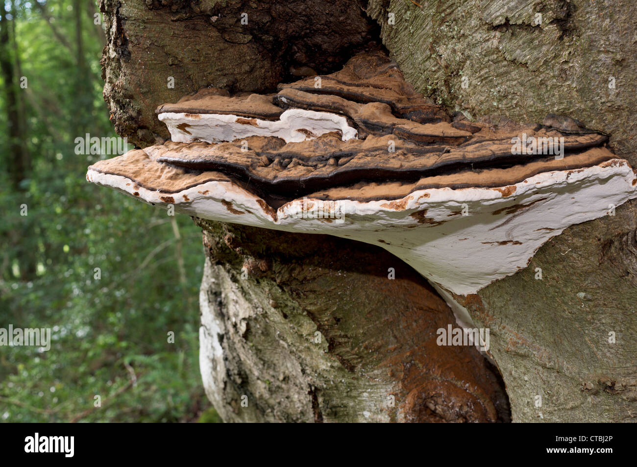 Ganoderma adspersum bracket fungus Stock Photo