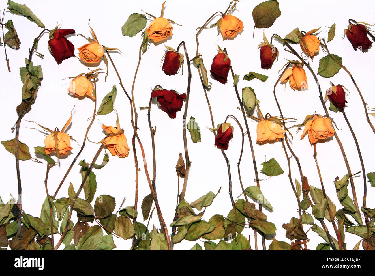 a display of dead/dried roses with dead leaves at the bottom of the ...