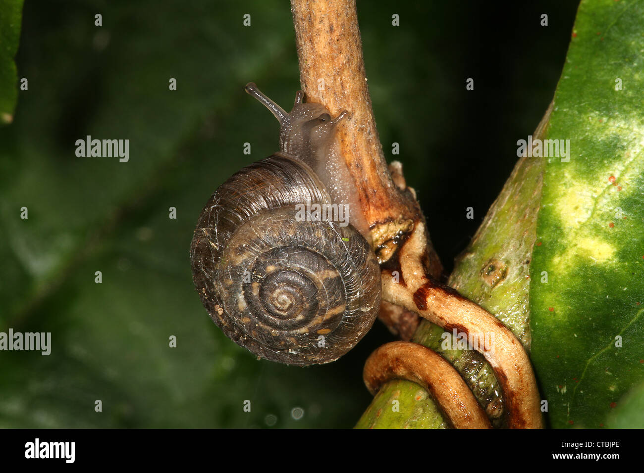 Common Garden Snail (Helicidae Helix aspersa) Stock Photo