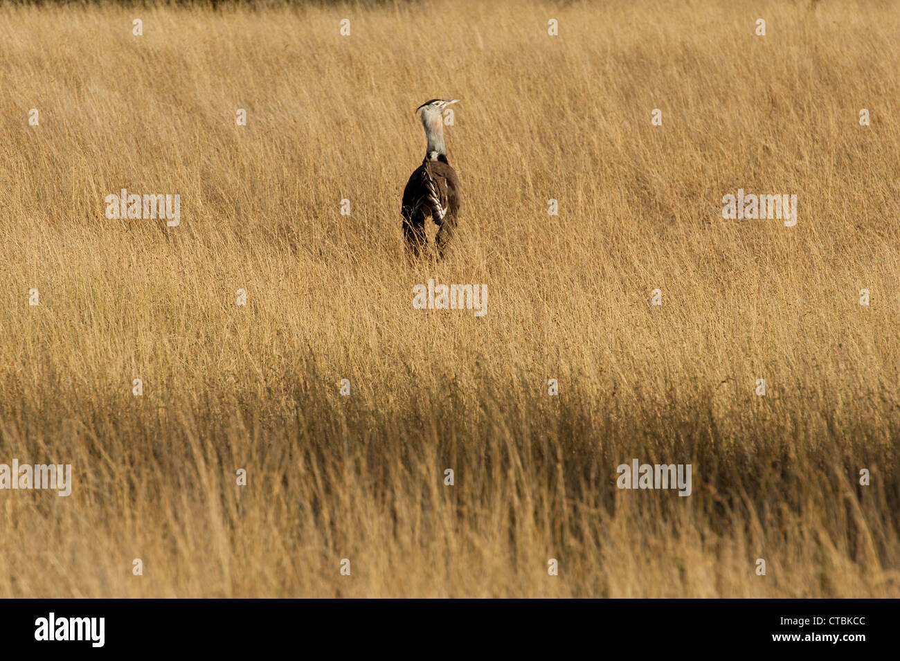 Corey Bustard High Resolution Stock Photography And Images Alamy