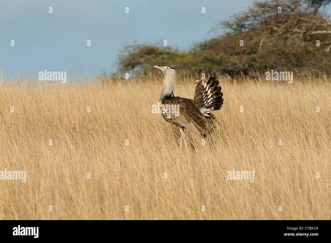 Corey Bustard High Resolution Stock Photography And Images Alamy
