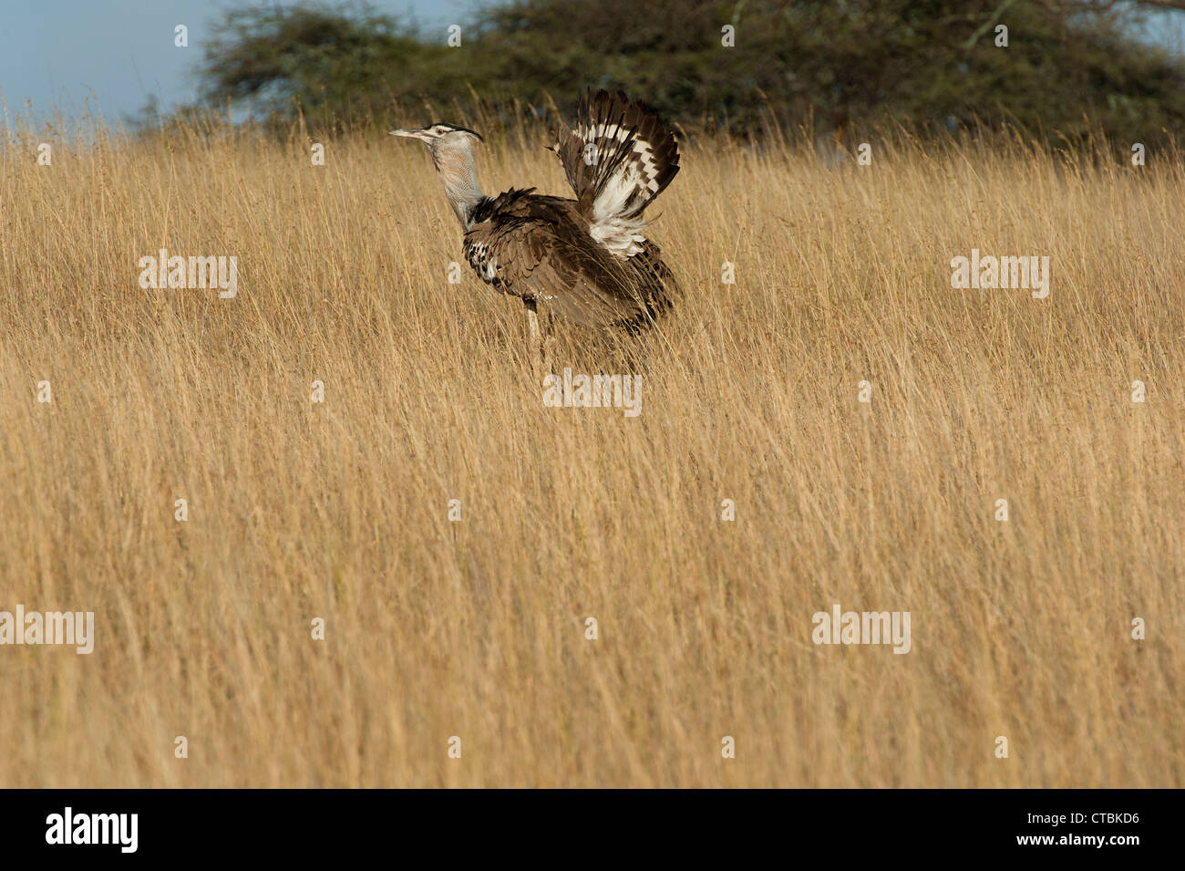 Corey Bustard in the long grass of the Chyulu Hills Kenya Stock Photo