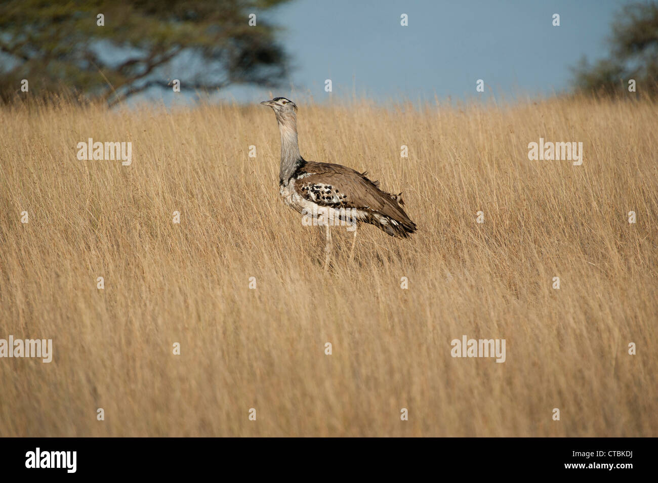 Corey Bustard High Resolution Stock Photography And Images Alamy Corey Bustard High Resolution Stock Photography And Images Alamy