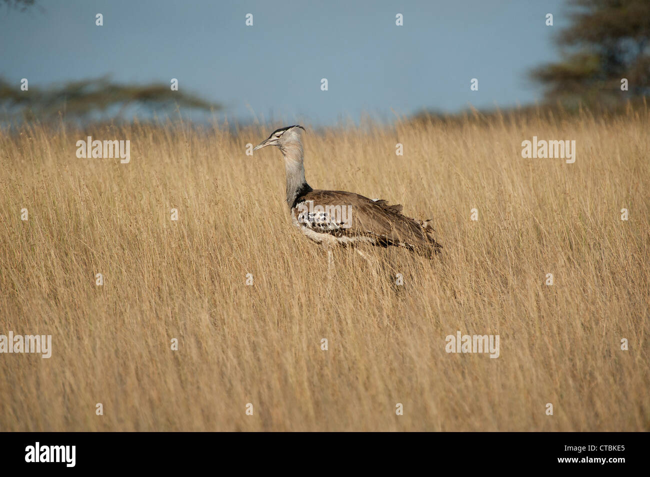 Corey Bustard in the long grass of the Chyulu Hills Kenya Stock Photo