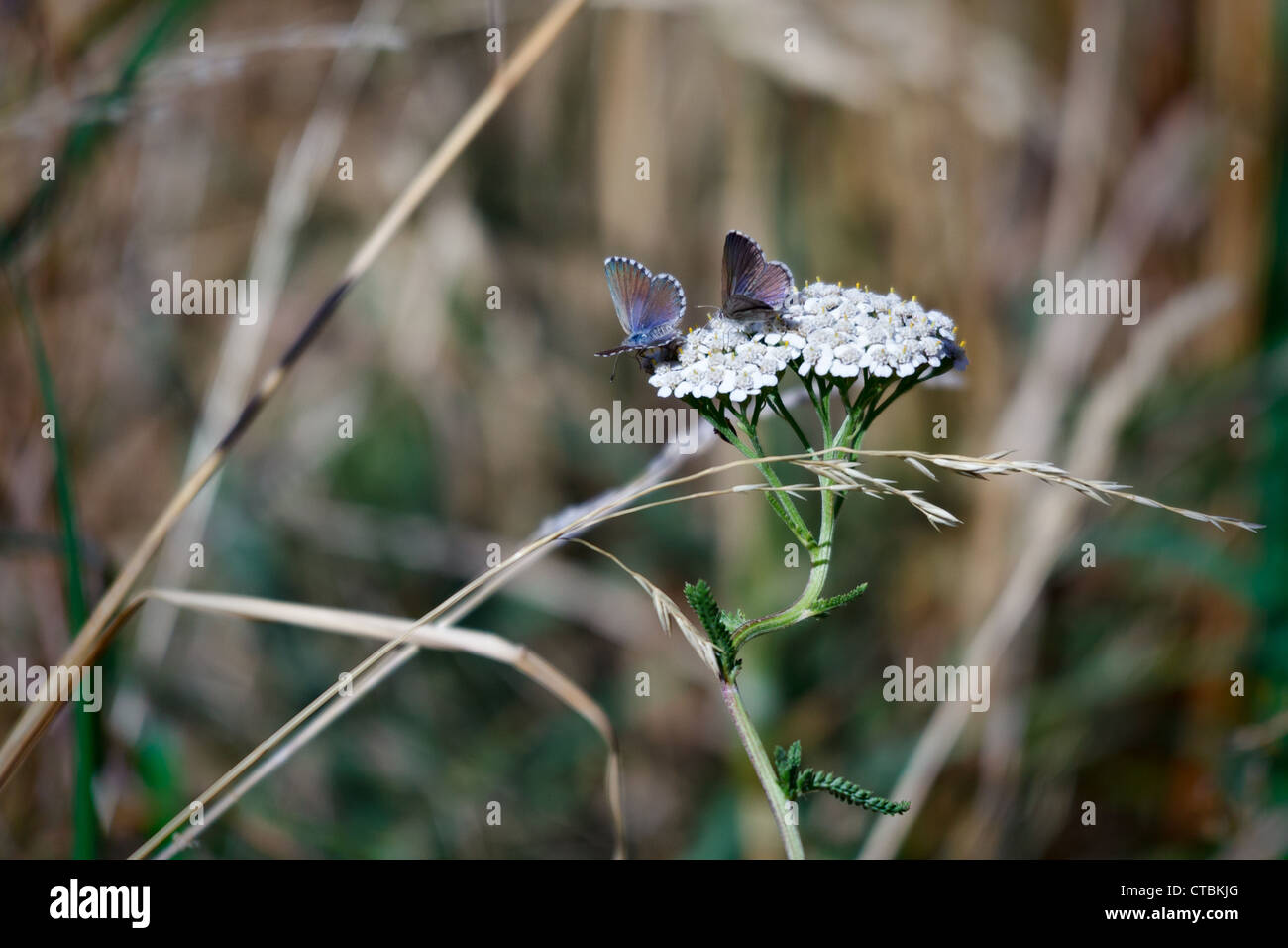 Common Blue Butterfly (Zizina otis labradus) Stock Photo