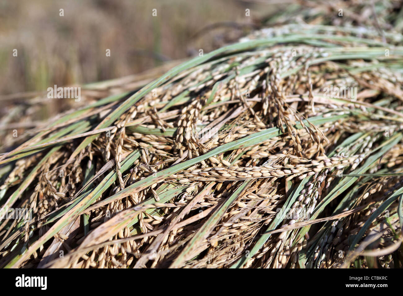 Freshly harvested rice crop Stock Photo Alamy