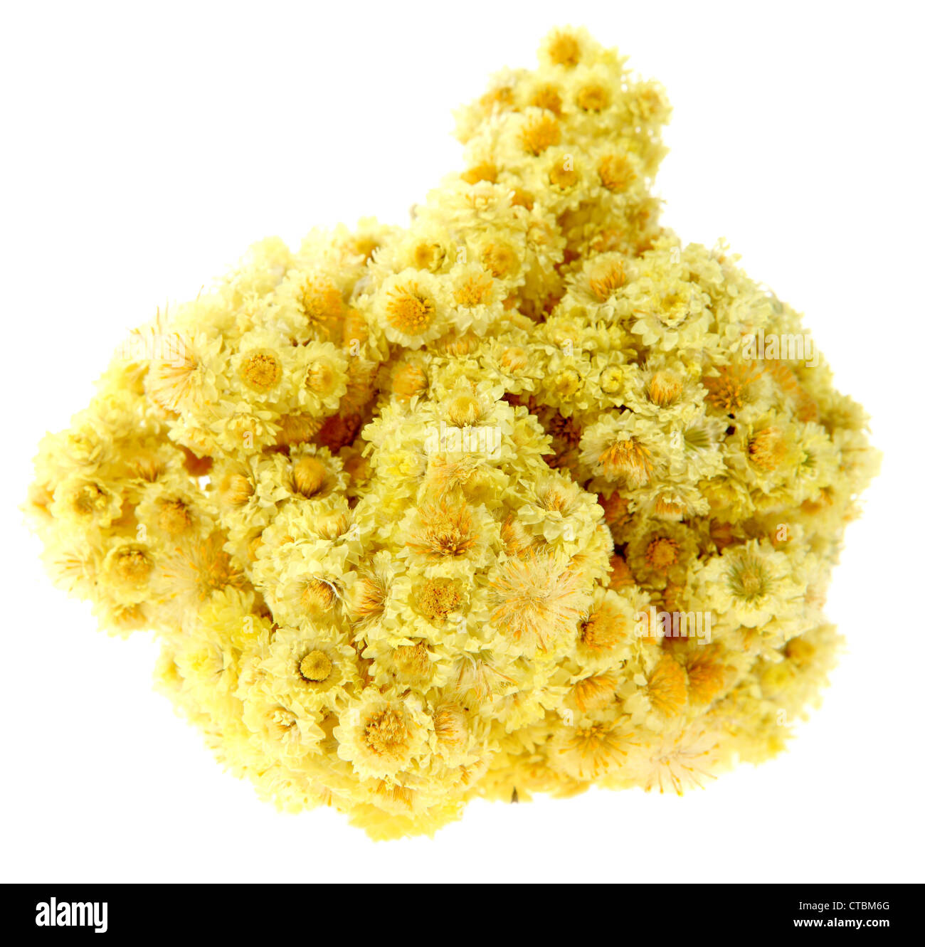 Medicinal herbs, immortelle on the white background, (Helichrysum) Stock Photo