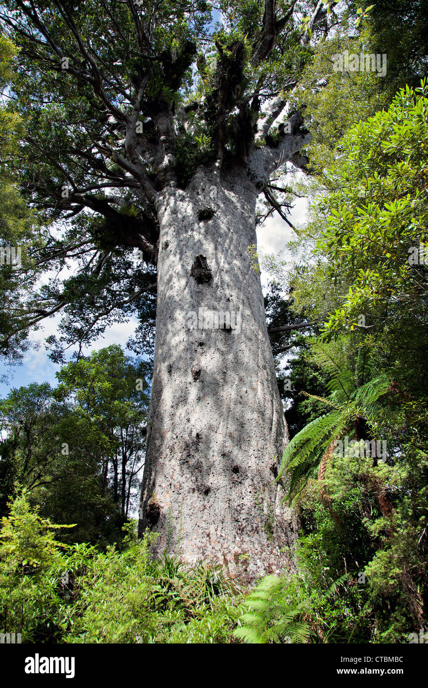 Kauri tree Stock Photo