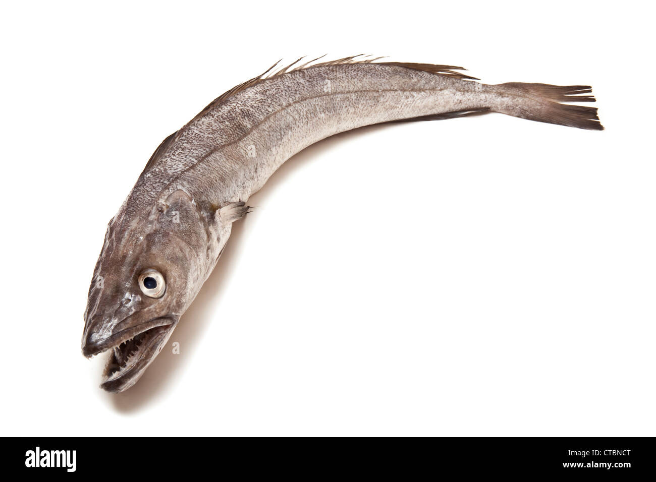 Hake fish hires stock photography and images Alamy