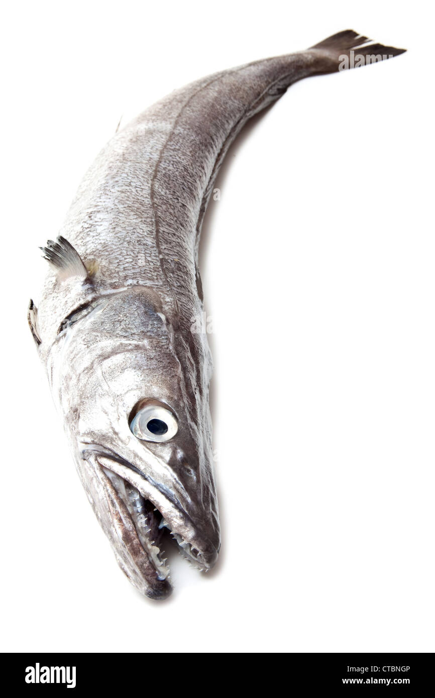 European Hake fish isolated on a white studio background Stock Photo