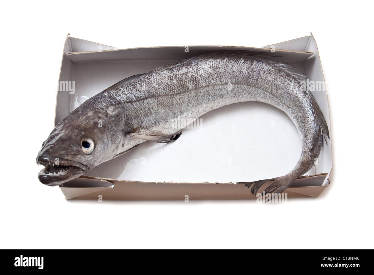 Hake fish merluccius merluccius isolated Cut Out Stock Images ...