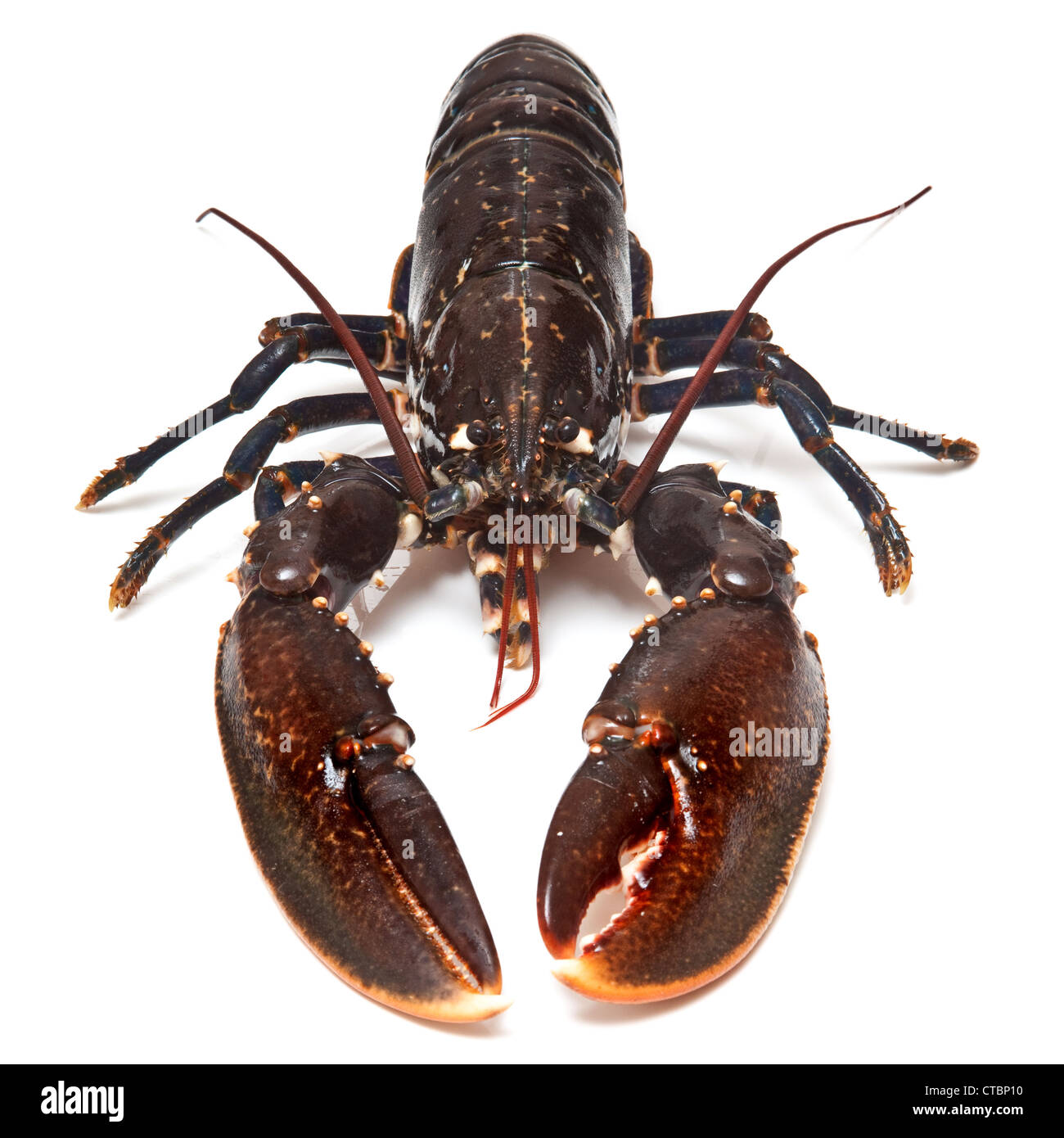 Fresh common European lobster isolated on a white studio background. Stock Photo