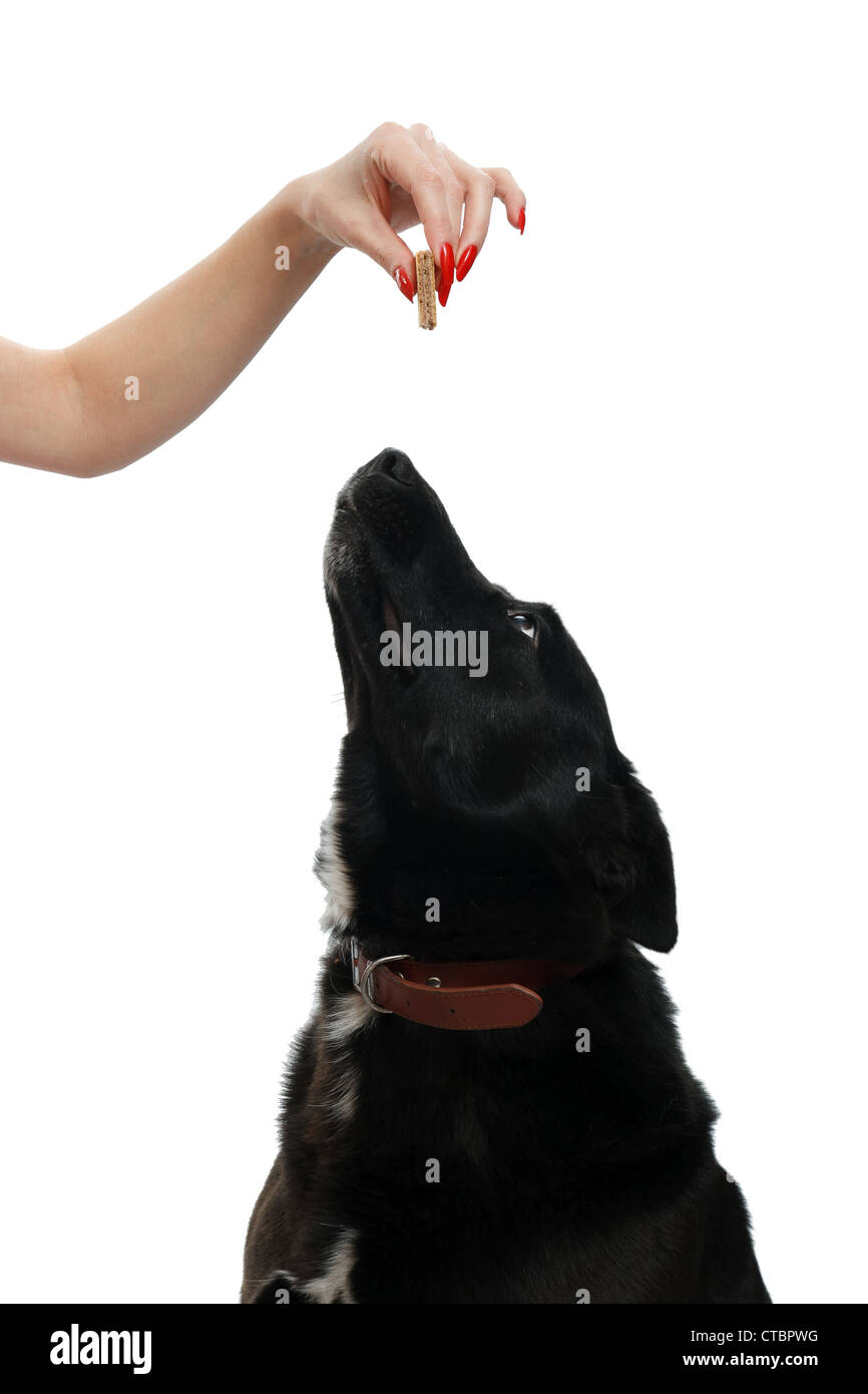 Dog looking up at a food treat, on a white background Stock Photo