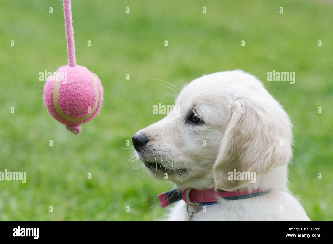 Golden Retriever Ball Stock Photos & Golden Retriever Ball Stock Images Alamy