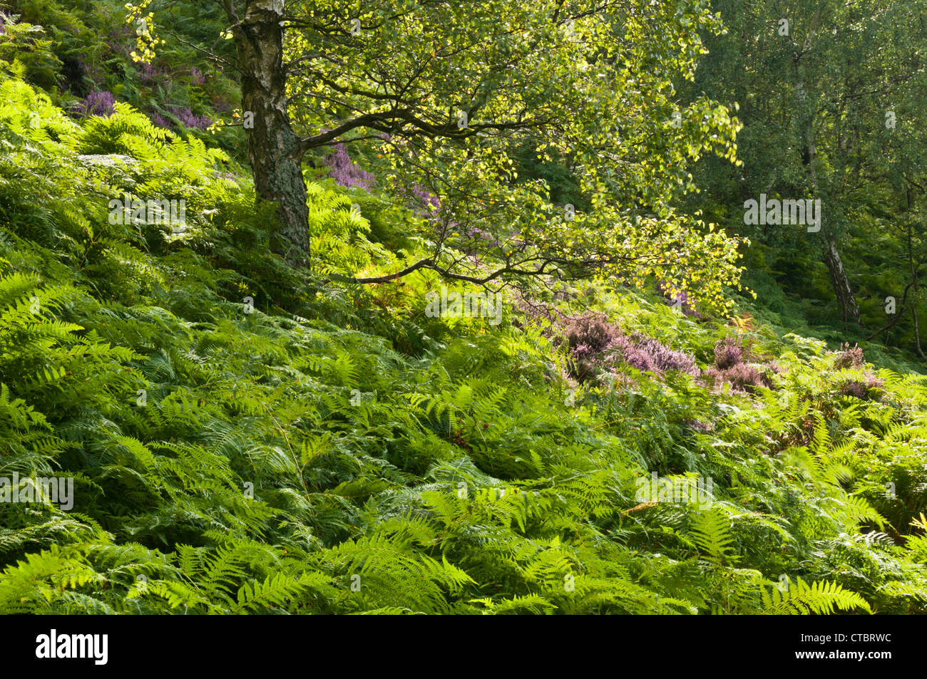 Splashes of purple Heather amongst the lush green Bracken grow beneath a Silver Birch on Birchen Edge, Derbyshire, England Stock Photo
