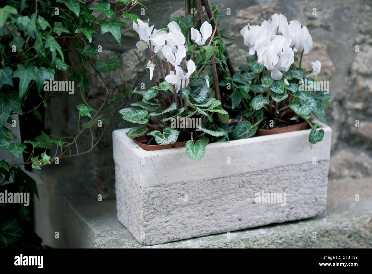 White cyclamen flowers in a stone pot on a street. horizontal toned shot. small GRIP Stock Photo