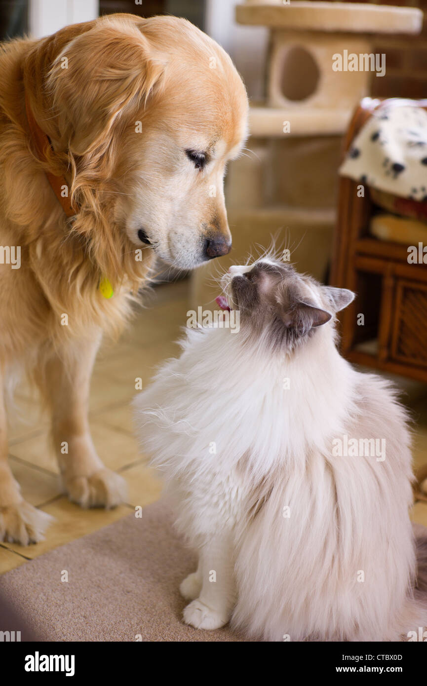 Communication between domestic pets: Golden Retriever and Ragdoll cat companions Stock Photo