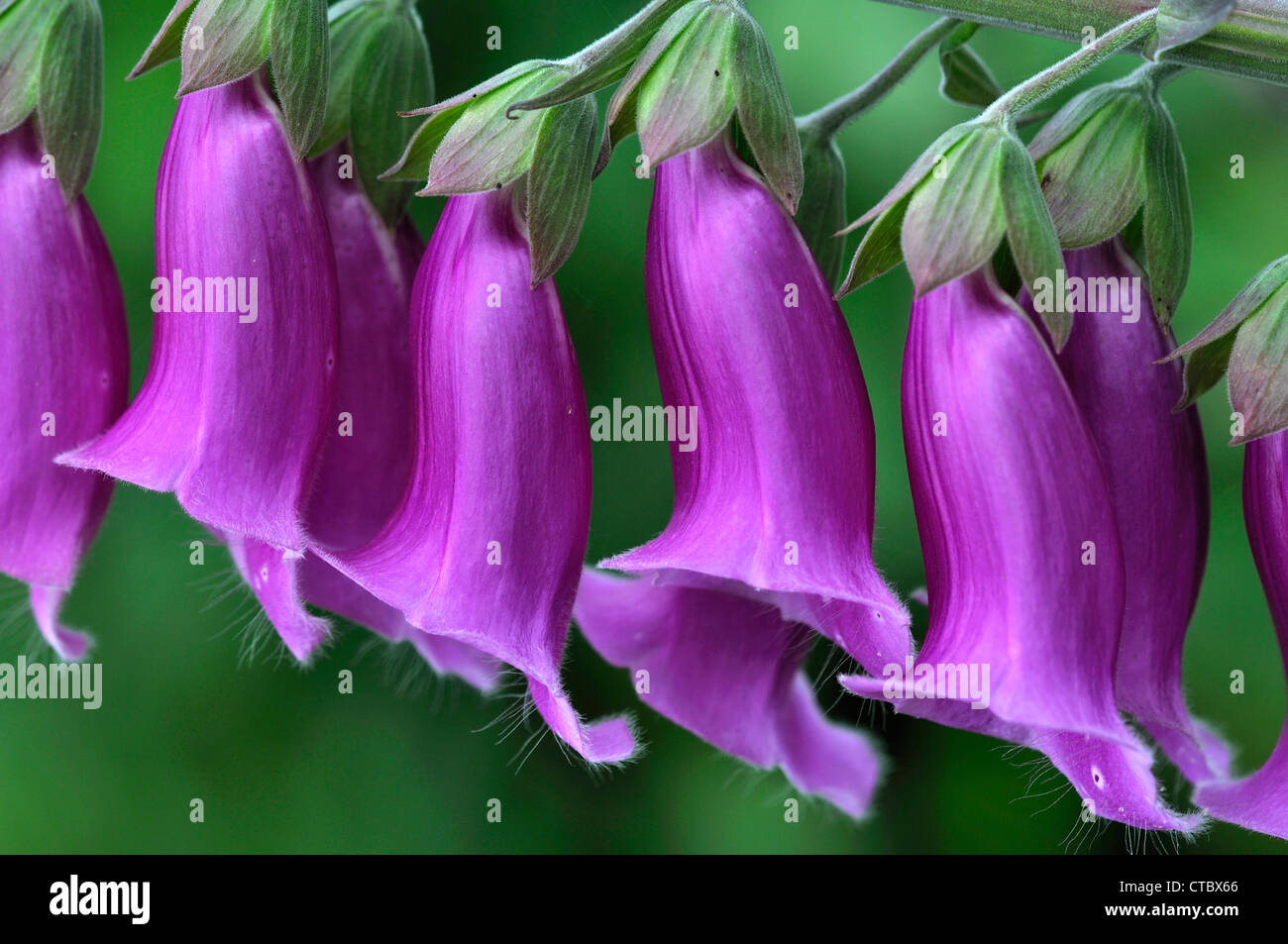 A row of foxglove 'bells' hanging down UK Stock Photo