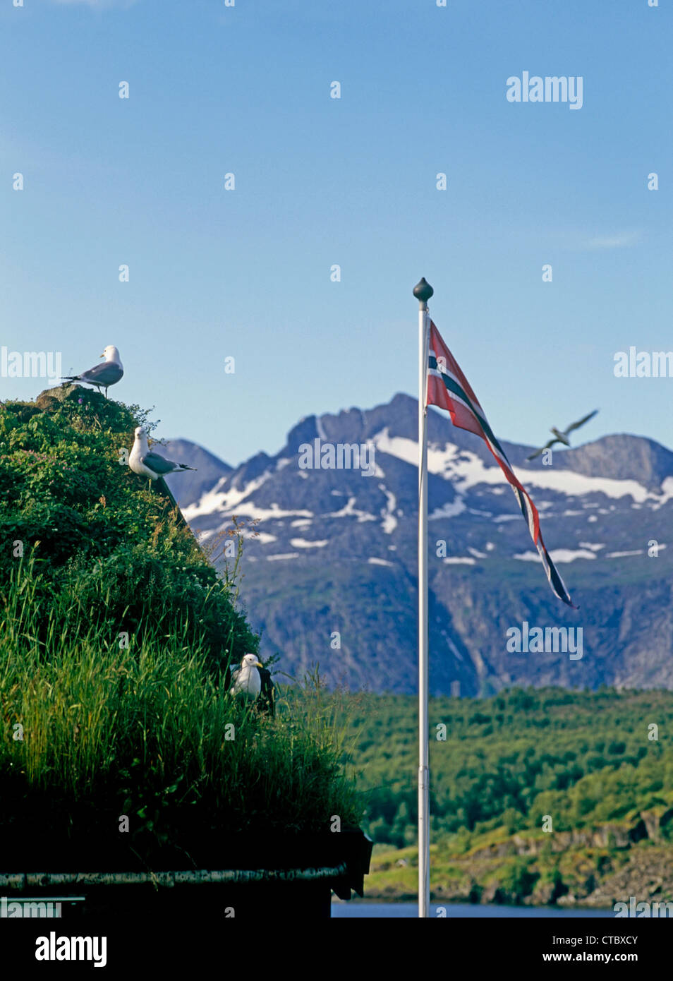 Bodo, Norway, Scandinavian lodge with grassy roof Stock Photo Alamy