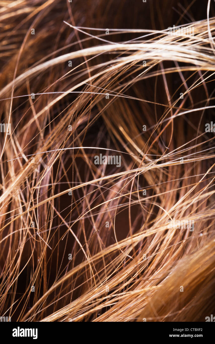 Human hair. Stock Photo