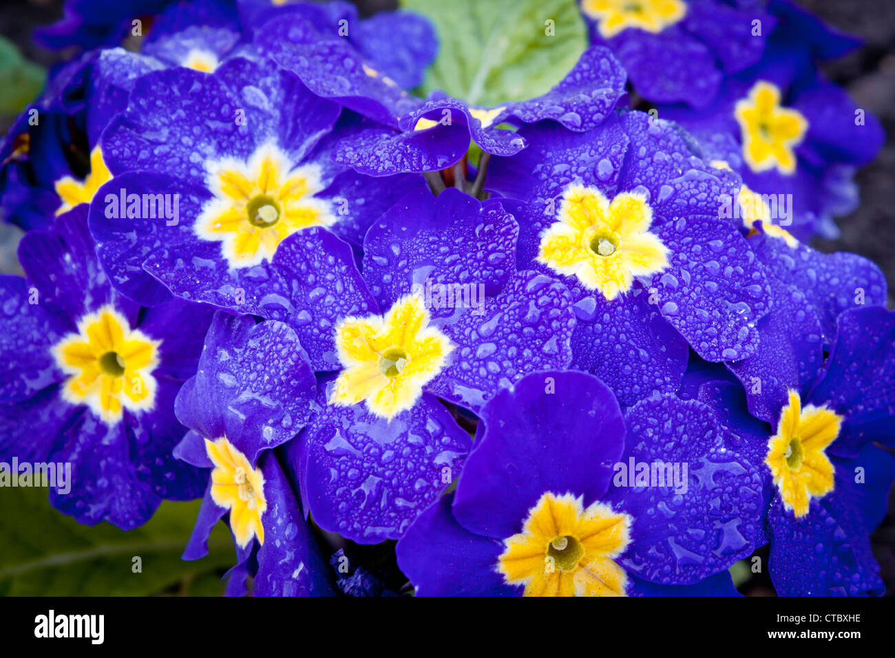 Common spring flowers after a morning shower of rain. Stock Photo