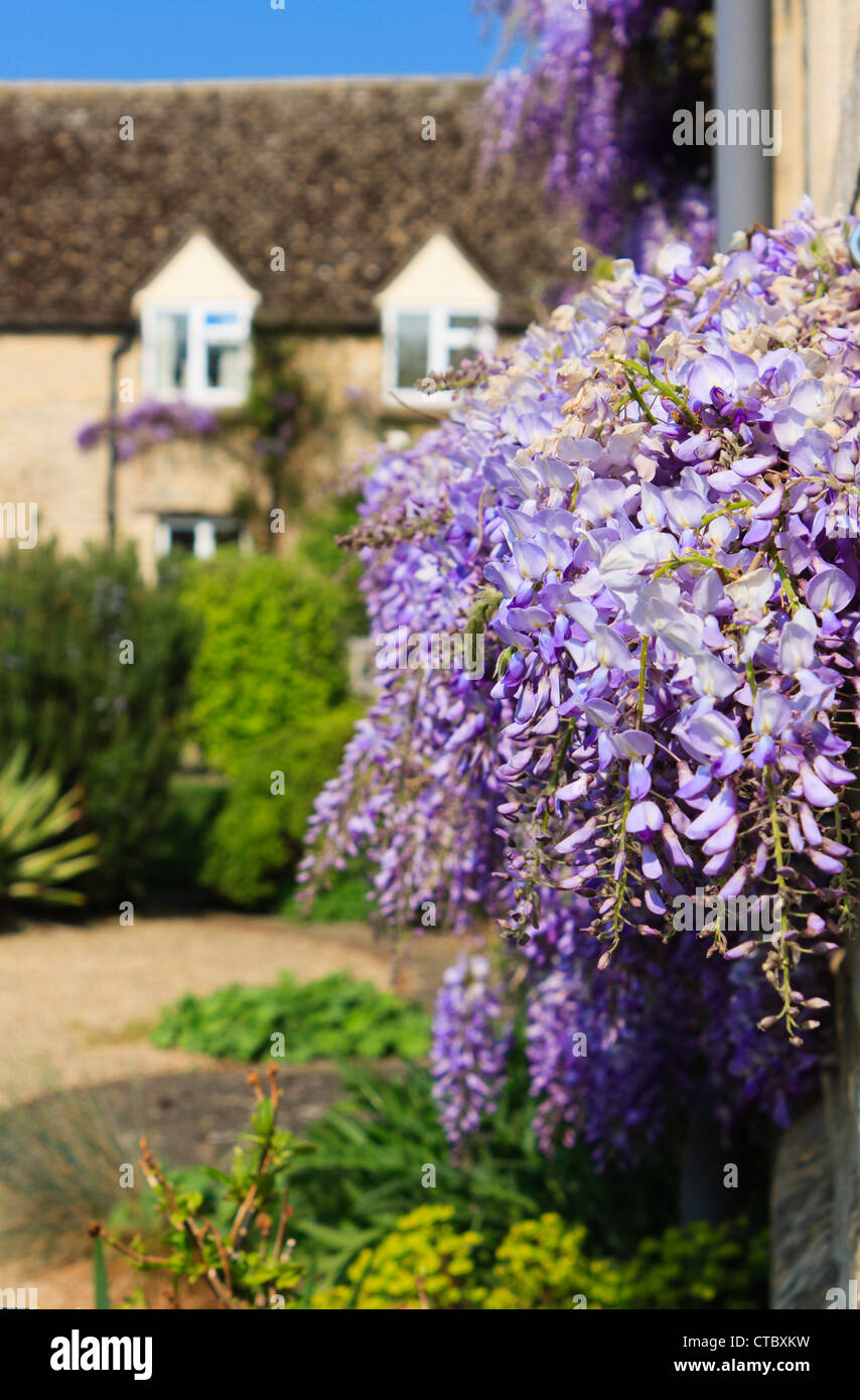 Flowering Wisteria on a cottage wall in a country garden in the English countryside in springtime. Ducklington, England, GB, UK. Stock Photo