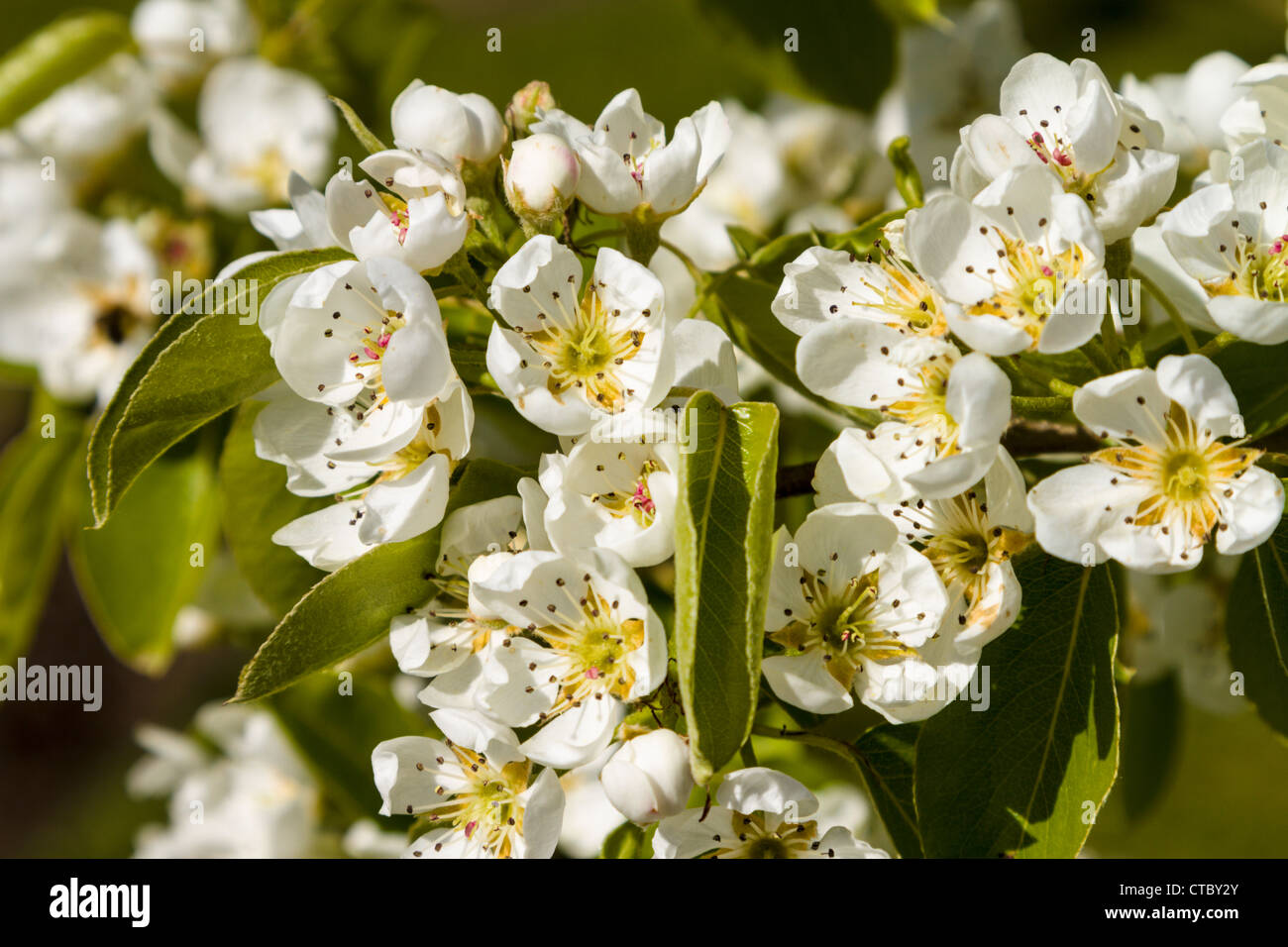 Pear Doyenne du Comice in blossom Stock Photo