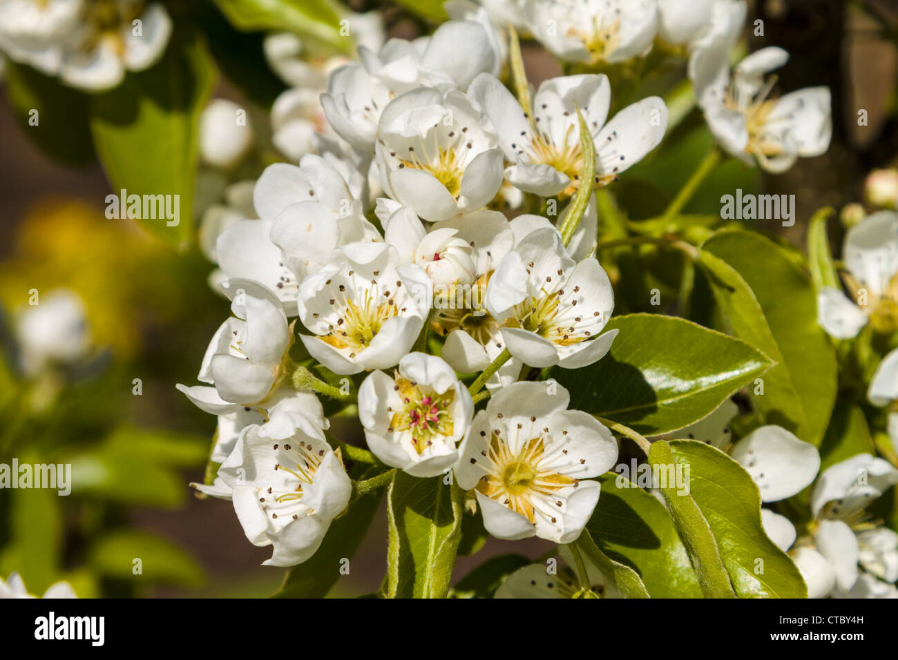 Pear Doyenne du Comice in blossom Stock Photo