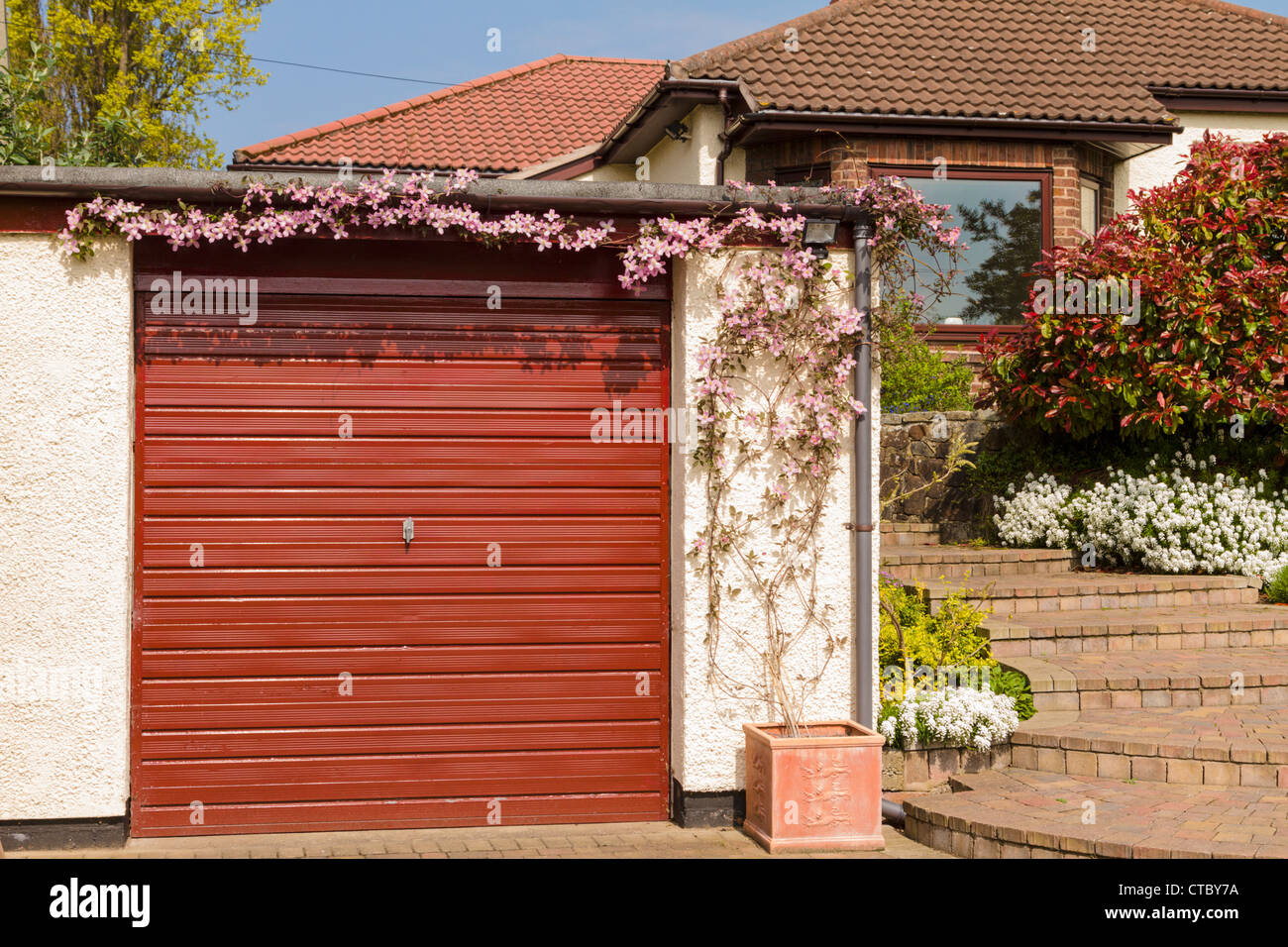 Clematis montana growing over Garage Stock Photo