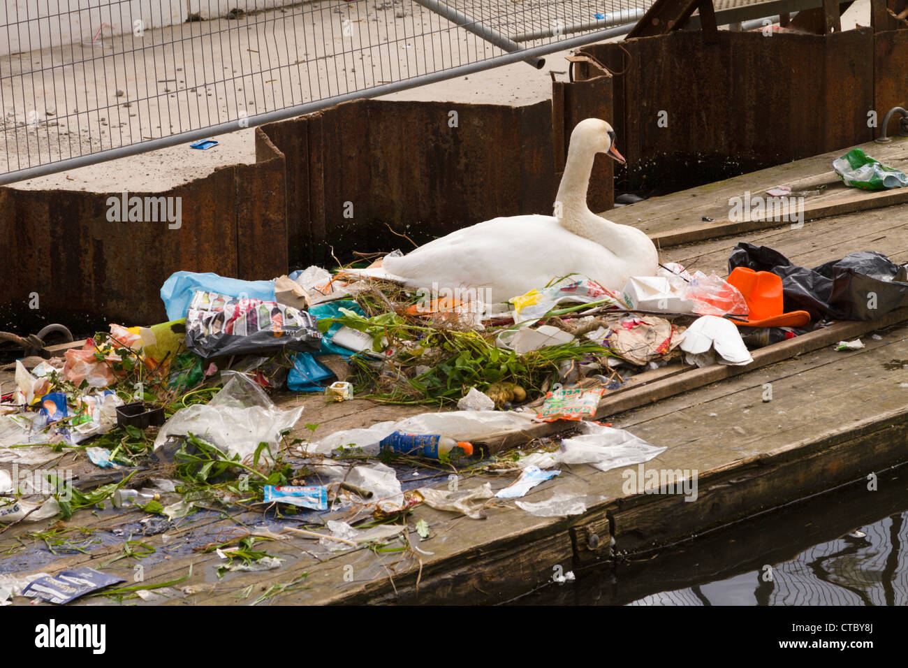 Swan nesting on rubbish Stock Photo