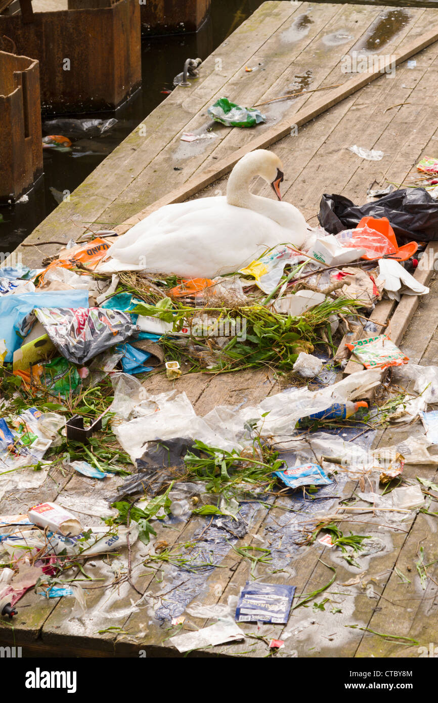 Swan nesting on rubbish Stock Photo