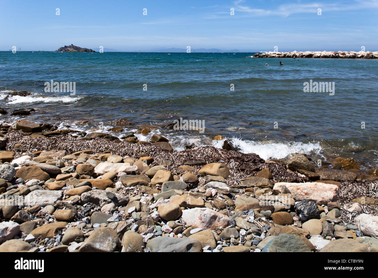 Sparviero Stock Photos & Sparviero Stock Images Alamy