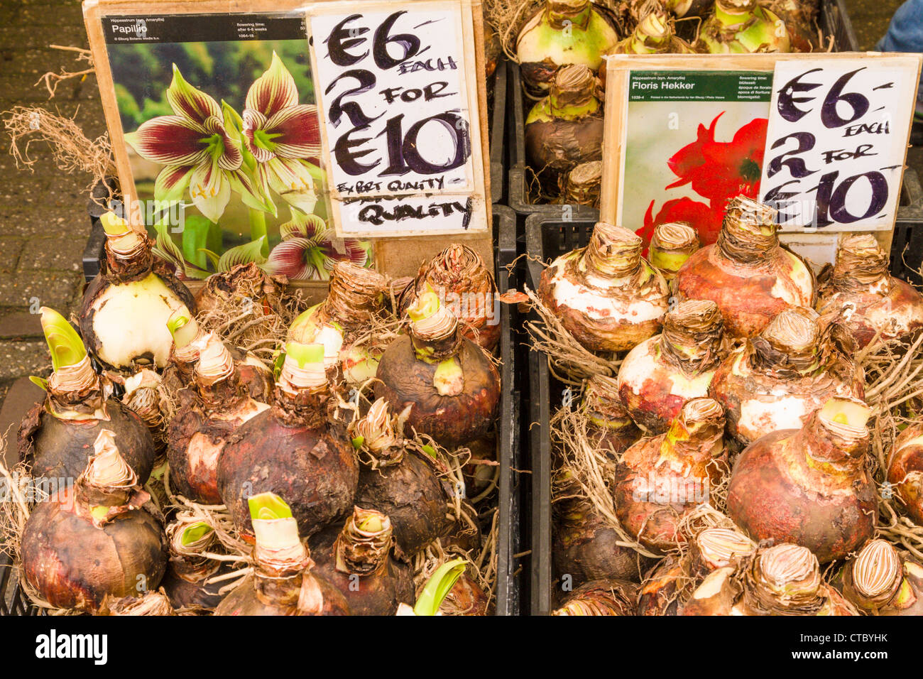 Amaryllis bulbs for sale at Flower market Stock Photo