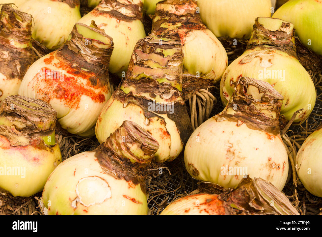 Amaryllis bulbs for sale at Flower market Stock Photo
