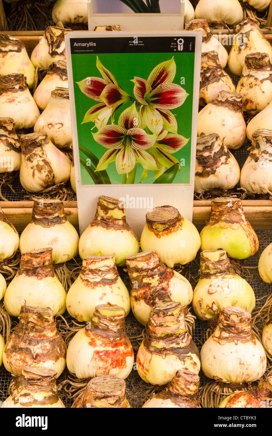 Amaryllis bulbs for sale at Flower market Stock Photo Alamy