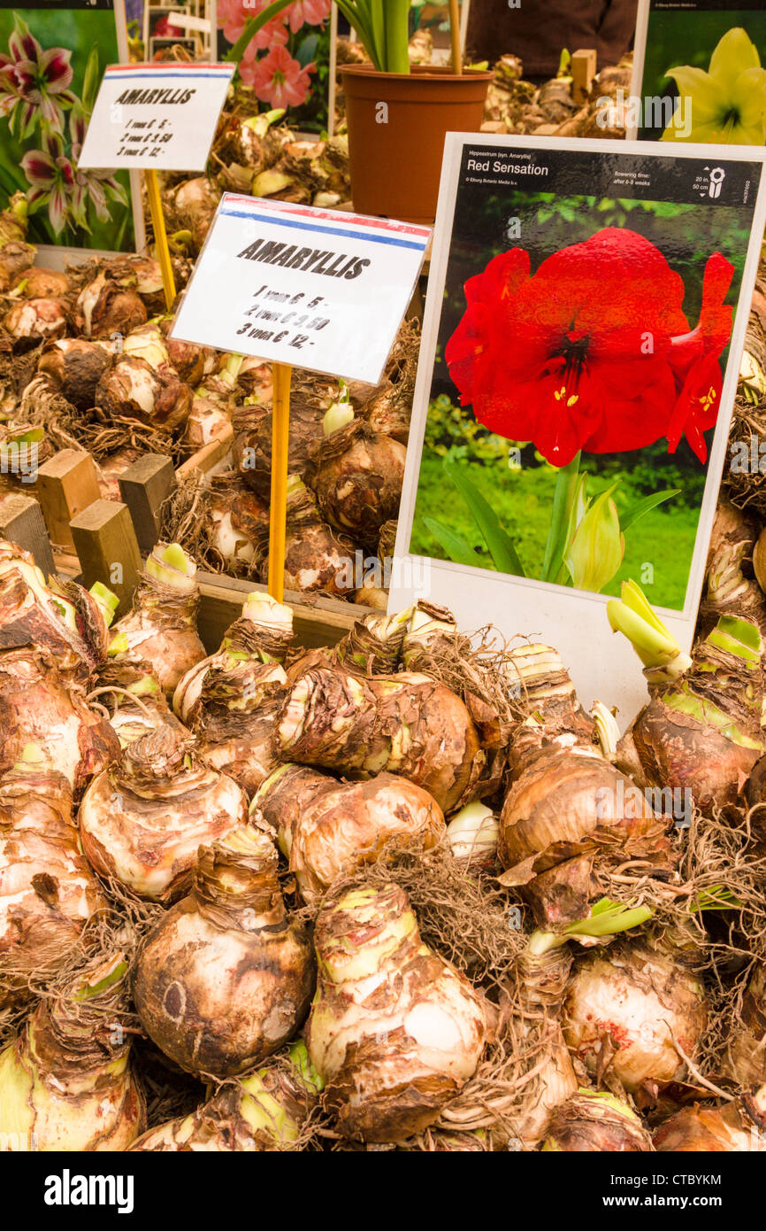E bulbs for sale outlet