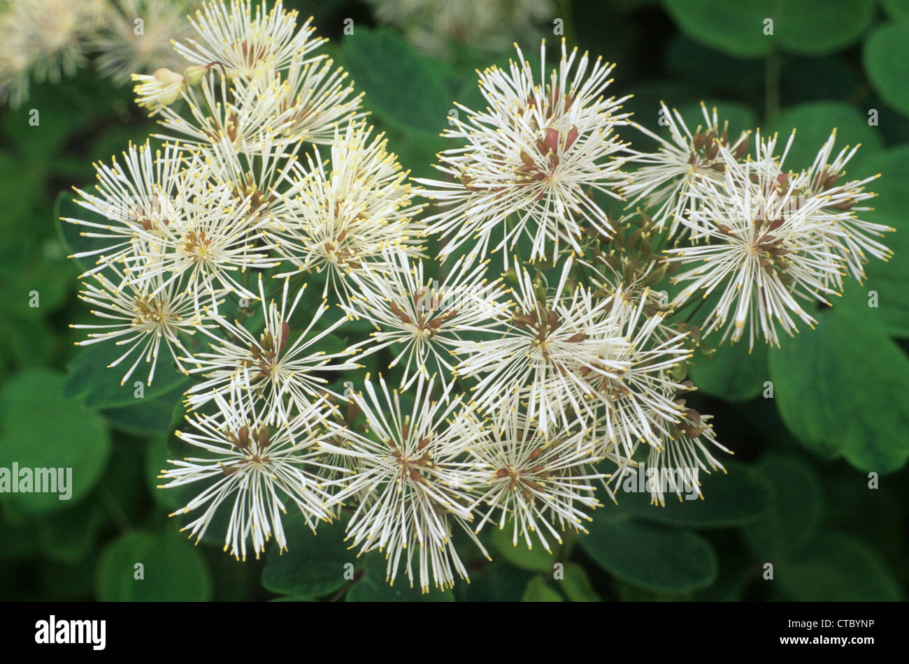 Thalictrum aquilegiifolium var. 'Album', thalictrums white flower flowers garden plant plants Stock Photo