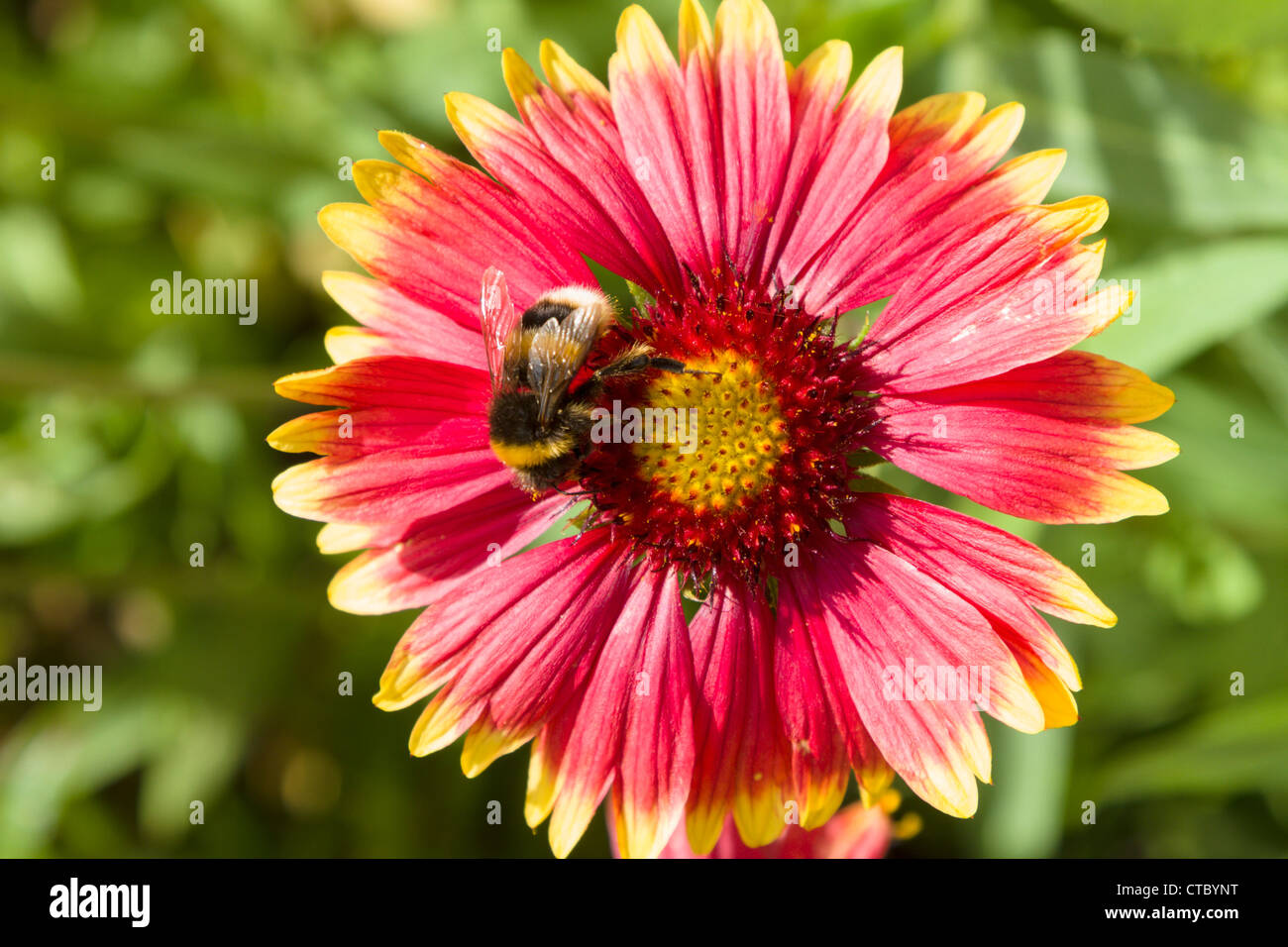 Gazania flower and bumble bee Stock Photo Alamy