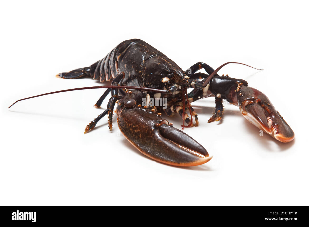 Fresh common European lobster isolated on a white studio background. Stock Photo