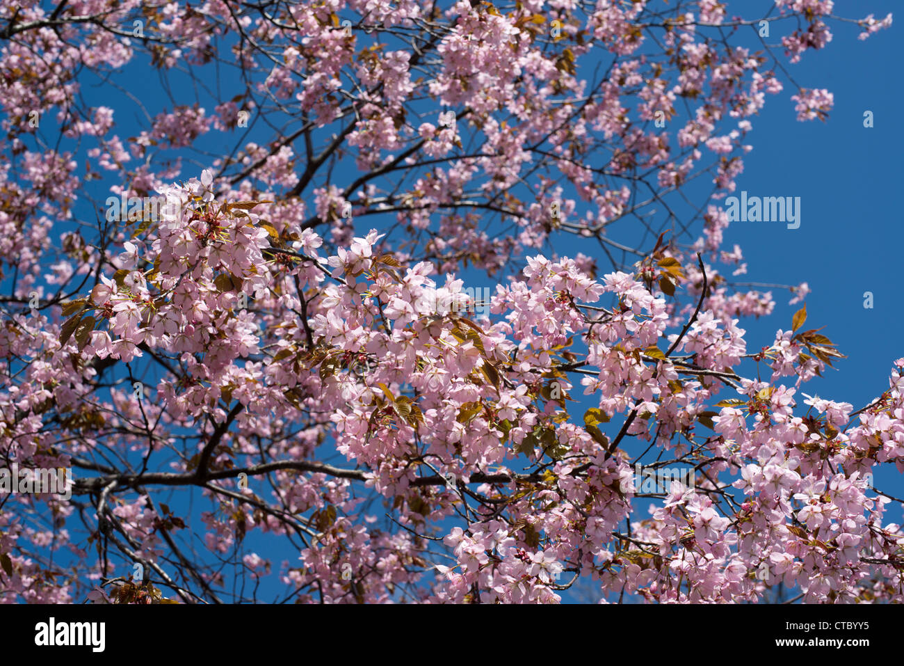 Tree with cherry blossoms against a blue sky Stock Photo - Alamy
