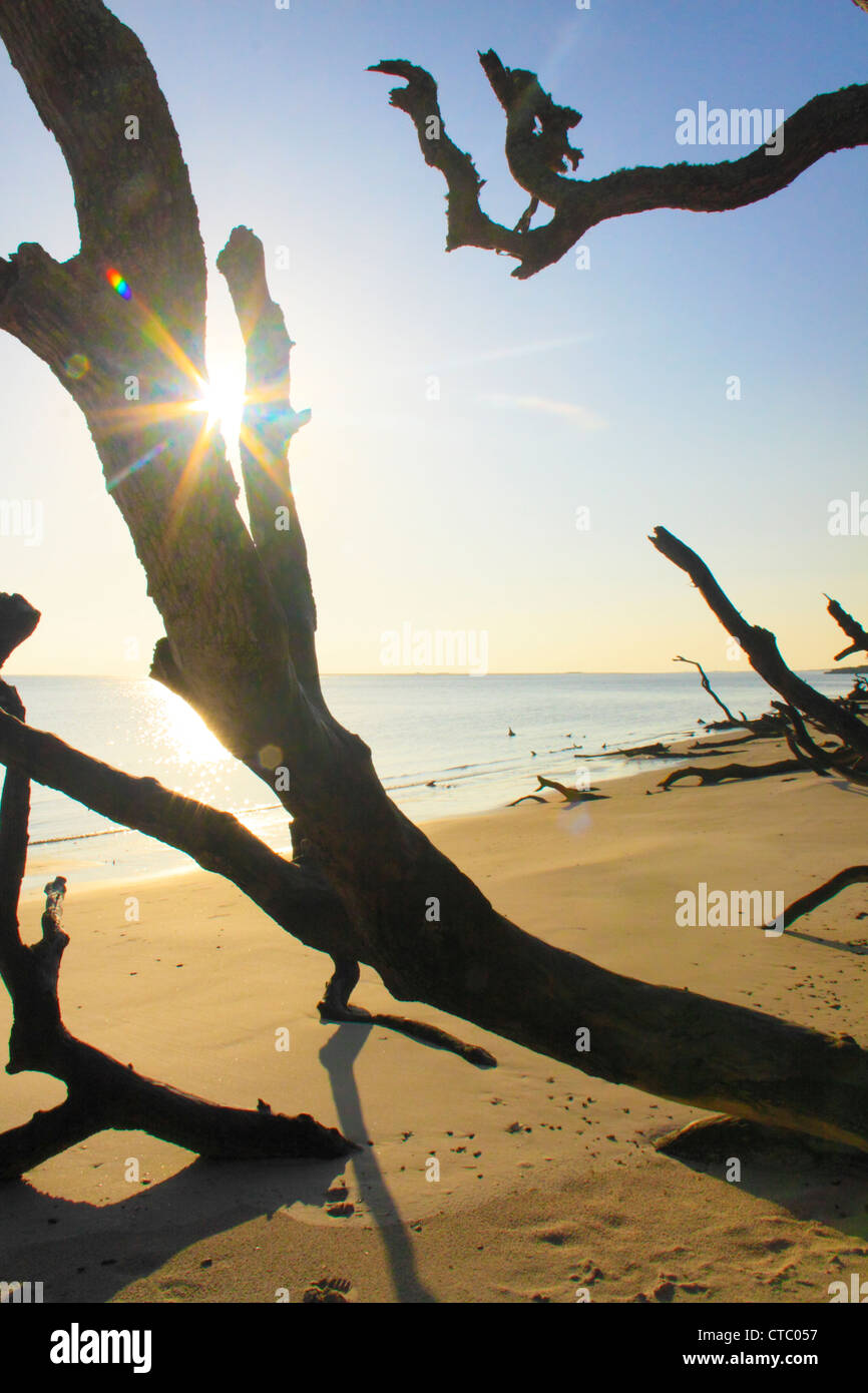 BONEYARD BEACH, BIG TALBOT ISLAND STATE PARK, JACKSONVILLE, FLORIDA