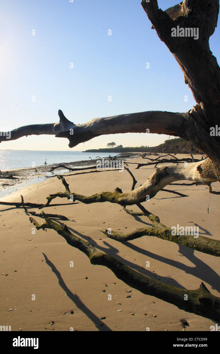 BONEYARD BEACH, BIG TALBOT ISLAND STATE PARK, JACKSONVILLE, FLORIDA