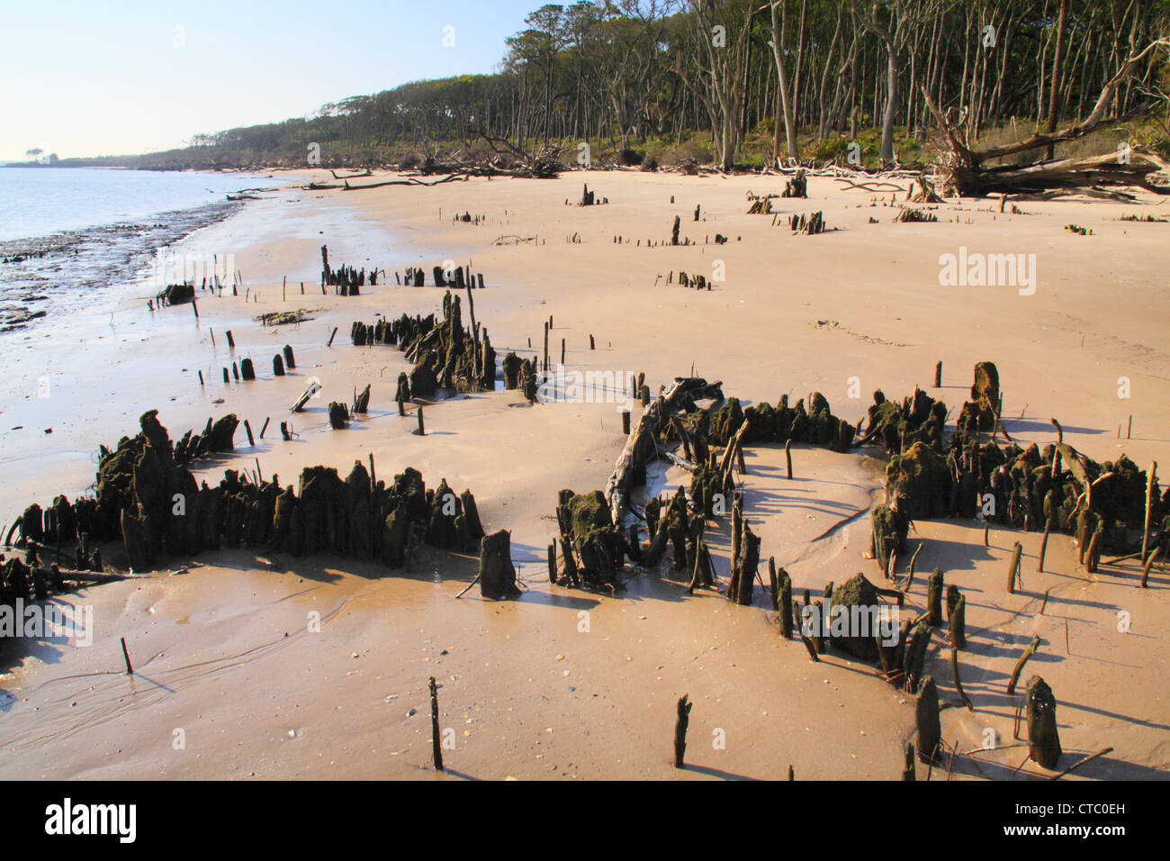 BONEYARD BEACH, BIG TALBOT ISLAND STATE PARK, JACKSONVILLE, FLORIDA, USA Stock Photo