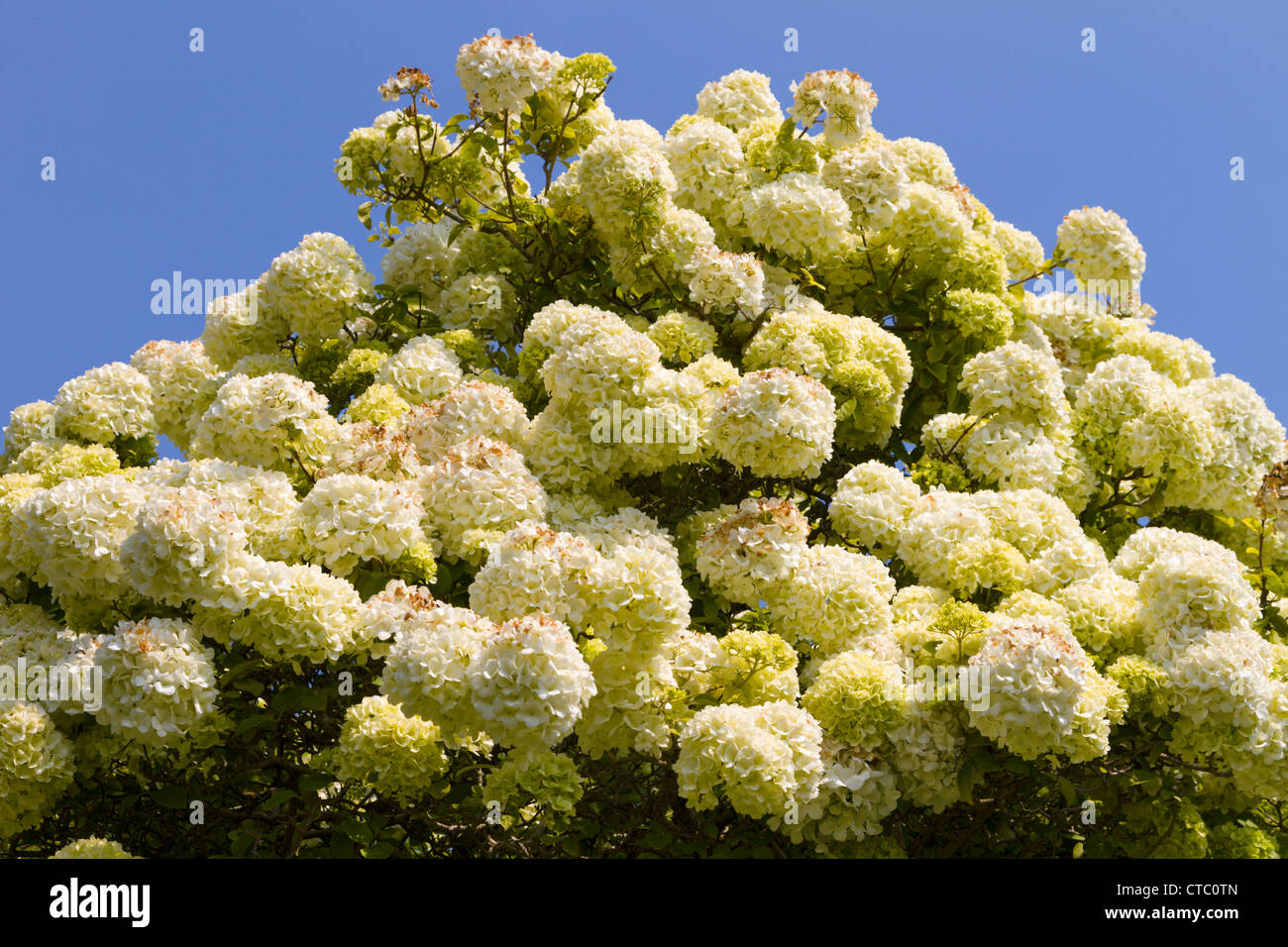 Viburnum macrocephalum Chinese snowball Stock Photo Alamy